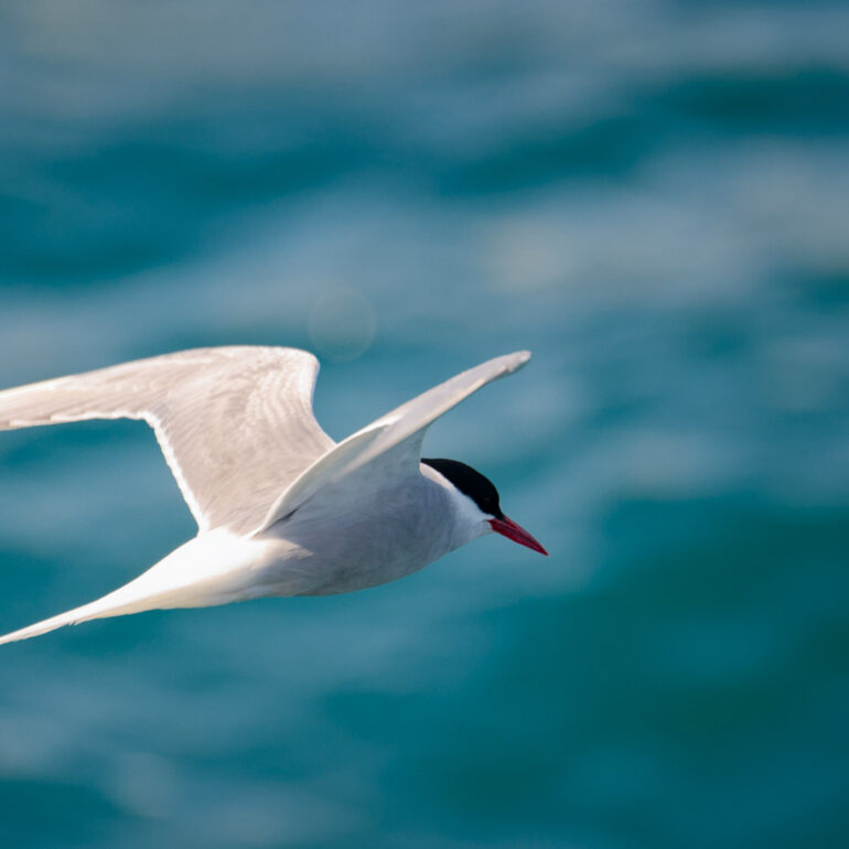 Küstenseeschwalbe im Flug