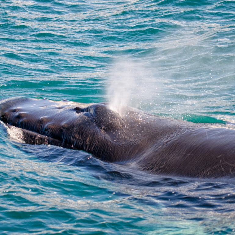 Humpback Whale - Buckelwal beim Auftauchen