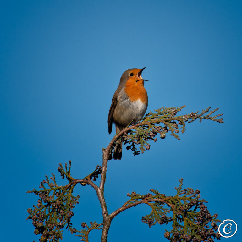 Aus voller Kehle tönt das Rotkehlchen im Garten