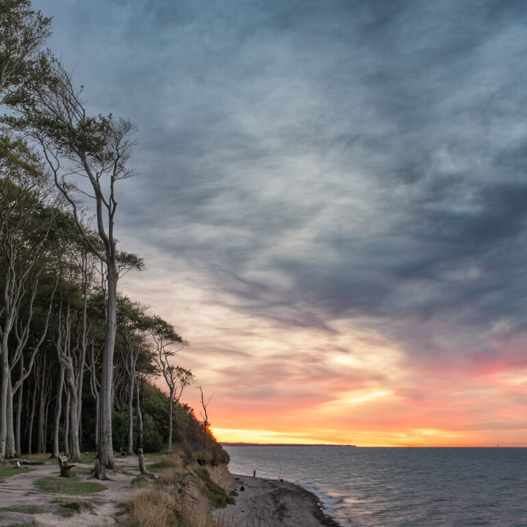 Gespensterwald Nienhagen während des Sonnenuntergangs