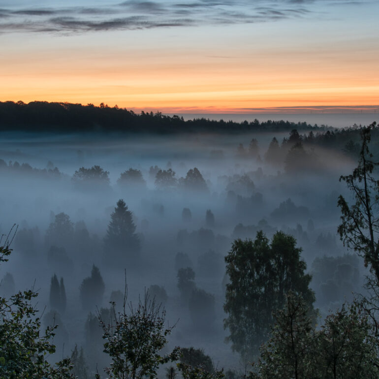 Totengrund Lüneburger Heide im Nebel kurz vor Sonnenaufgang