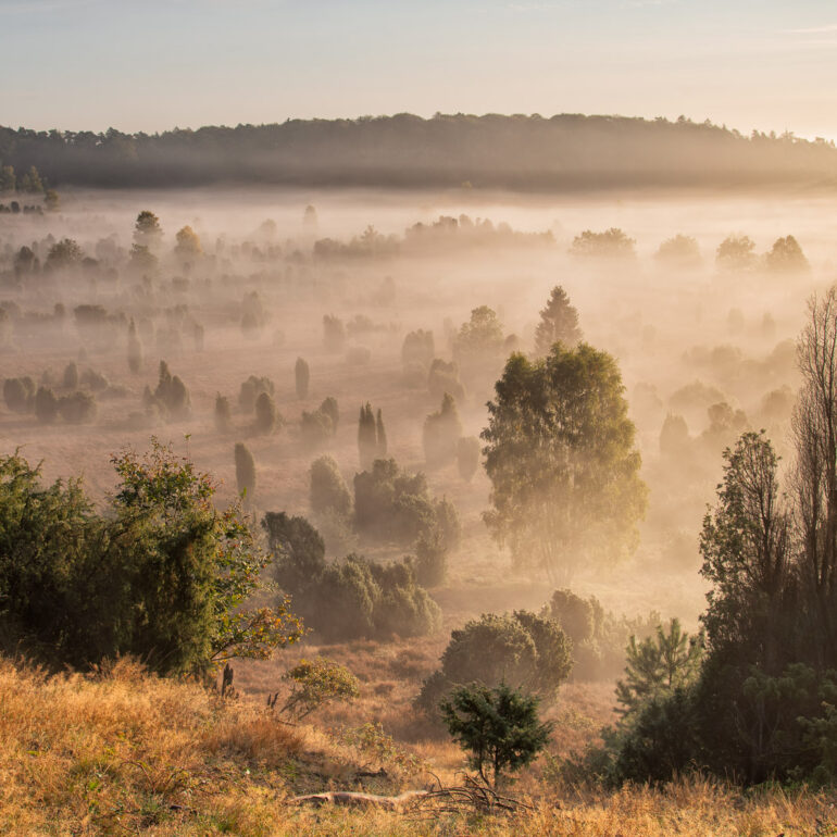 Totengrund in der Lüneburger im Nebel