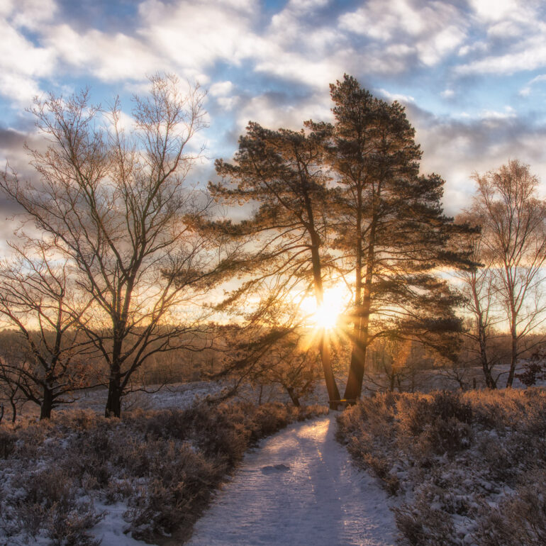 Fischbeker Heide zum Sonnenaufgang im Winter