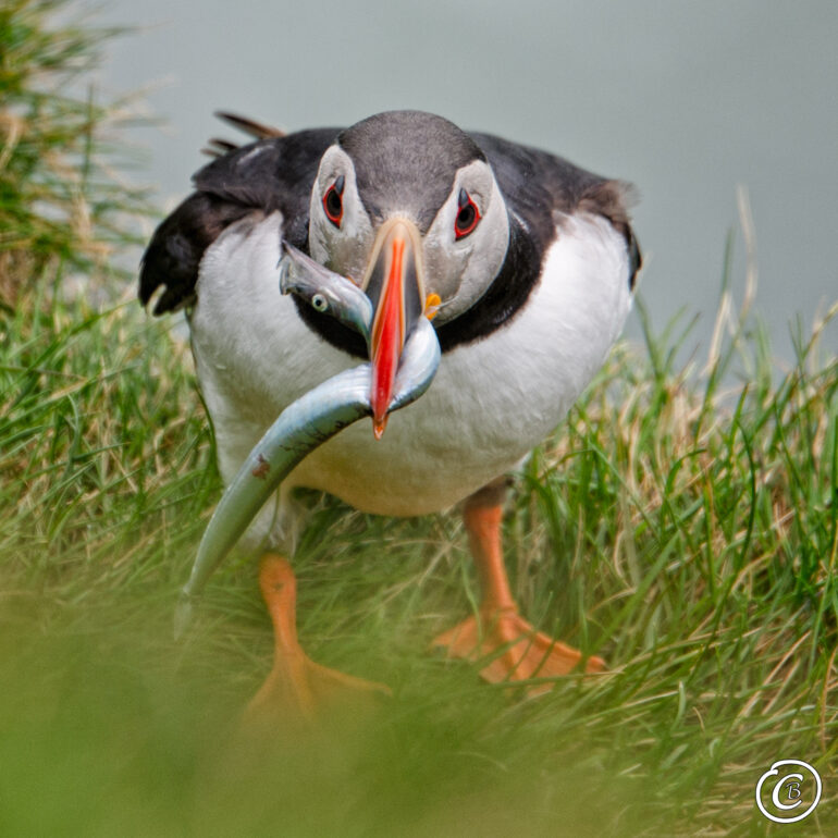 Puffin Papageientaucher Island mit Fisch