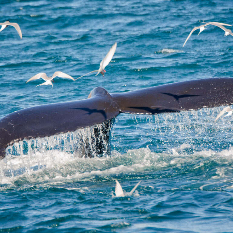 Humpback Whale - Buckelwal Flosse beim Abtauchen
