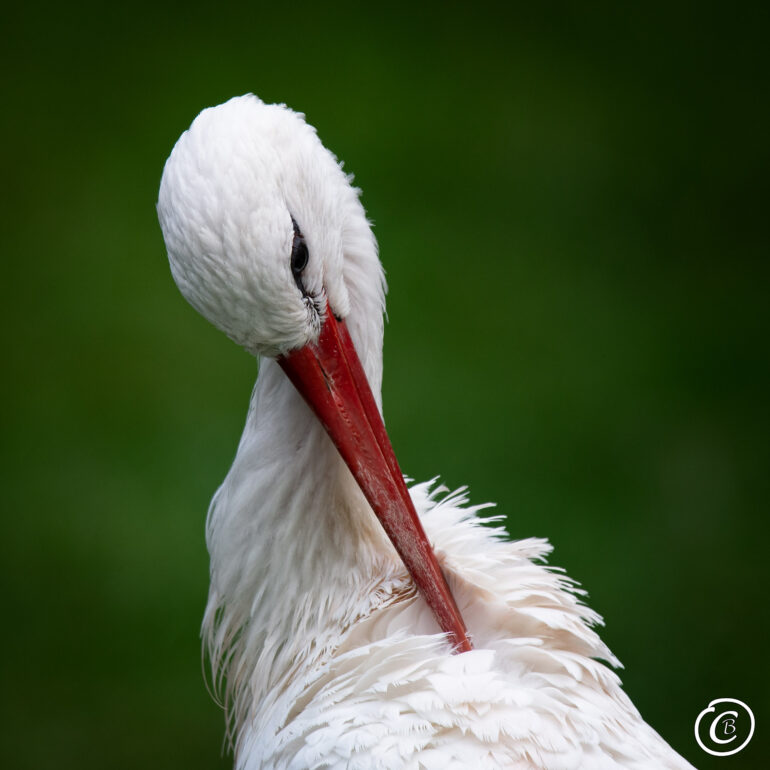 Storch bei Körperpflege
