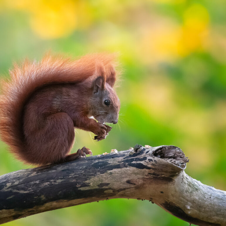 Eichhörnchen Fütterung bei einer Nuss Mahlzeit