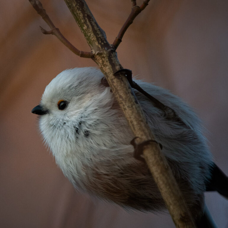Schwanzmeise im Sonnenlicht