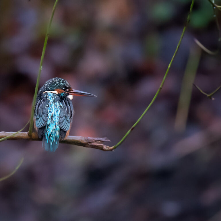 Kingfisher Eisvogel auf der Jagd