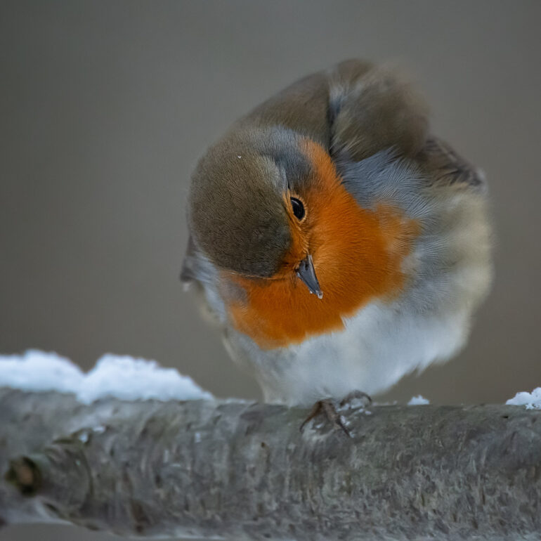 Rotkehlchen bei Yogaübung