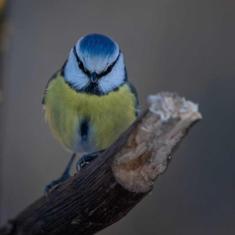 Blaumeise an Futterstelle im Niendorfer Gehege