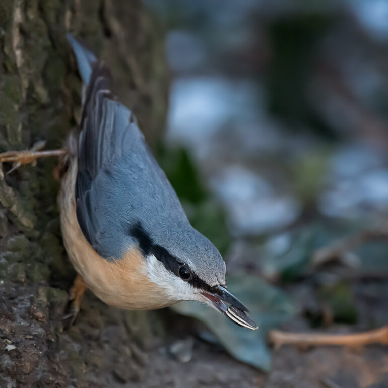 Vogel Kleiber an Futterstelle