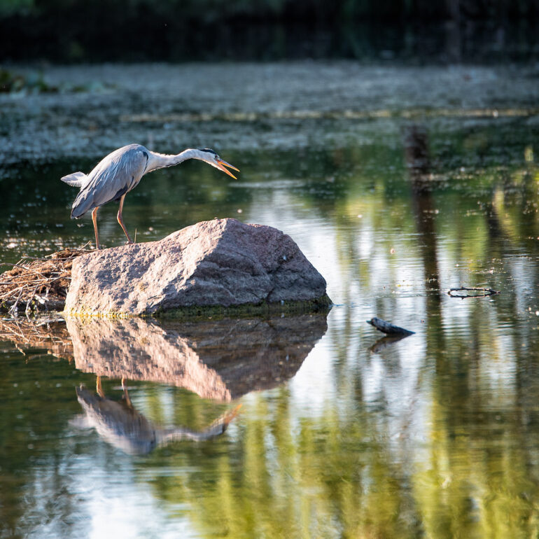 Reiher am Kollauteich