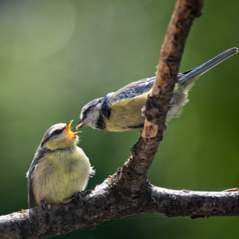 Fütterung einer jungen Blaumeise