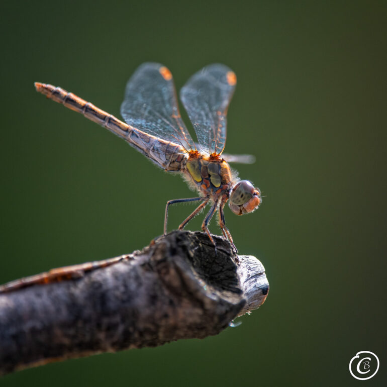 Libelle - weibchen der blutroten Heidelibelle