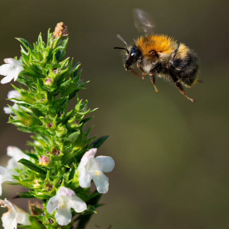 Biene im Anflug - Biene im Flug