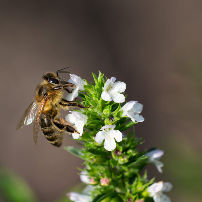 Biene sitzt in einer Pflanze und holt Nektar