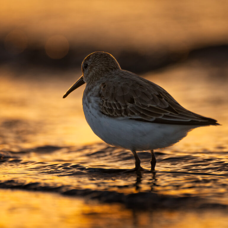 Strandläufer Alpenstrandläufer Vogel auf Usedom zum Sonnenuntergang