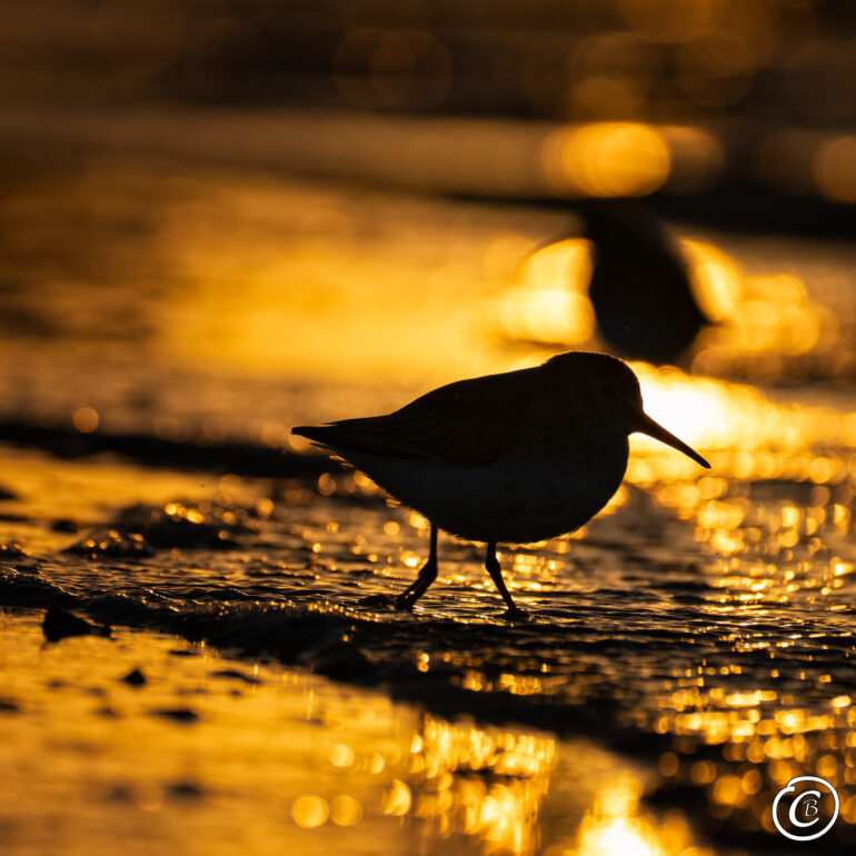 Alpenstrandläufer am Strand von Usedom Ostsee zum Sonnenuntergang