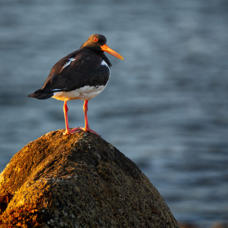 Bird Austernfischer Wasservogel